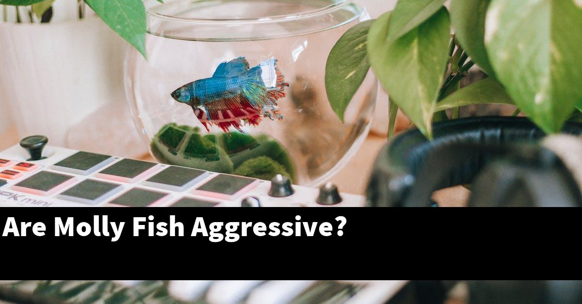 Are Molly Fish Aggressive?