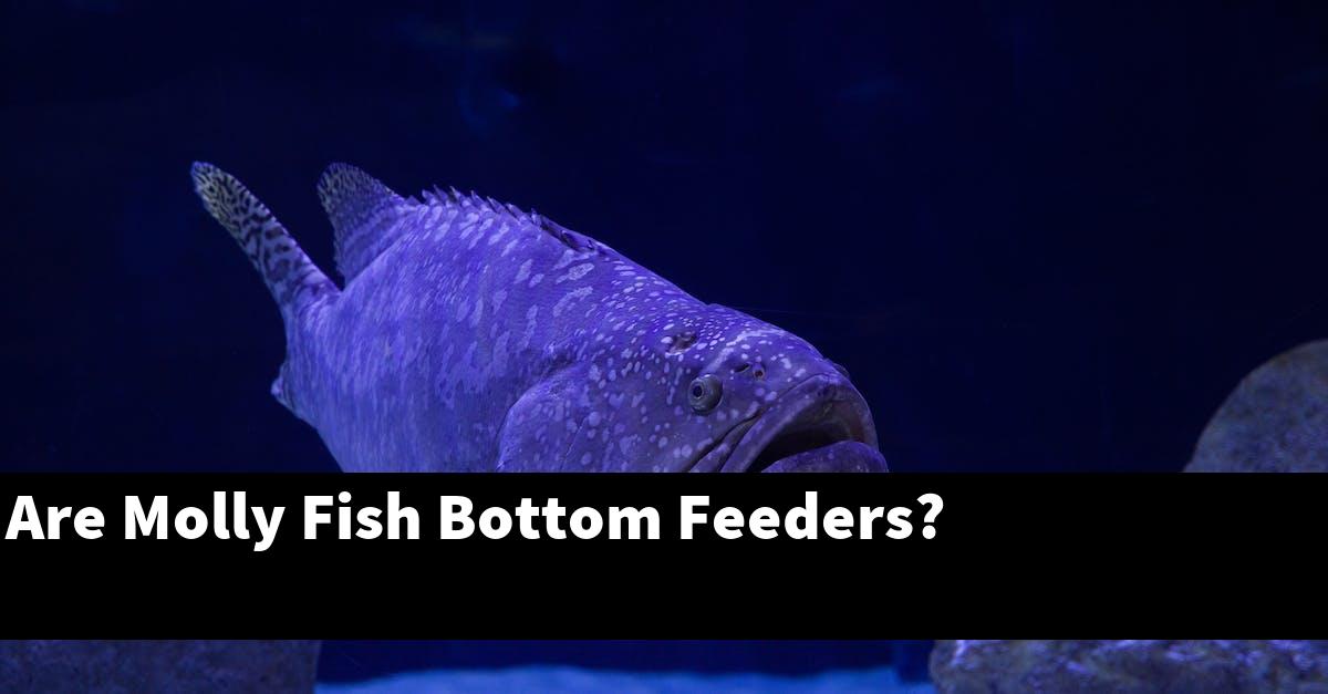 Are Molly Fish Bottom Feeders?
