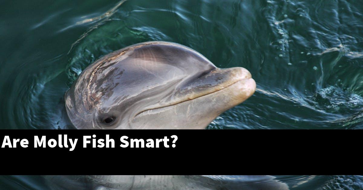 Are Molly Fish Smart?