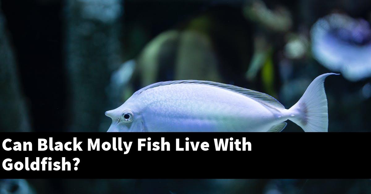 Can Black Molly Fish Live With Goldfish?