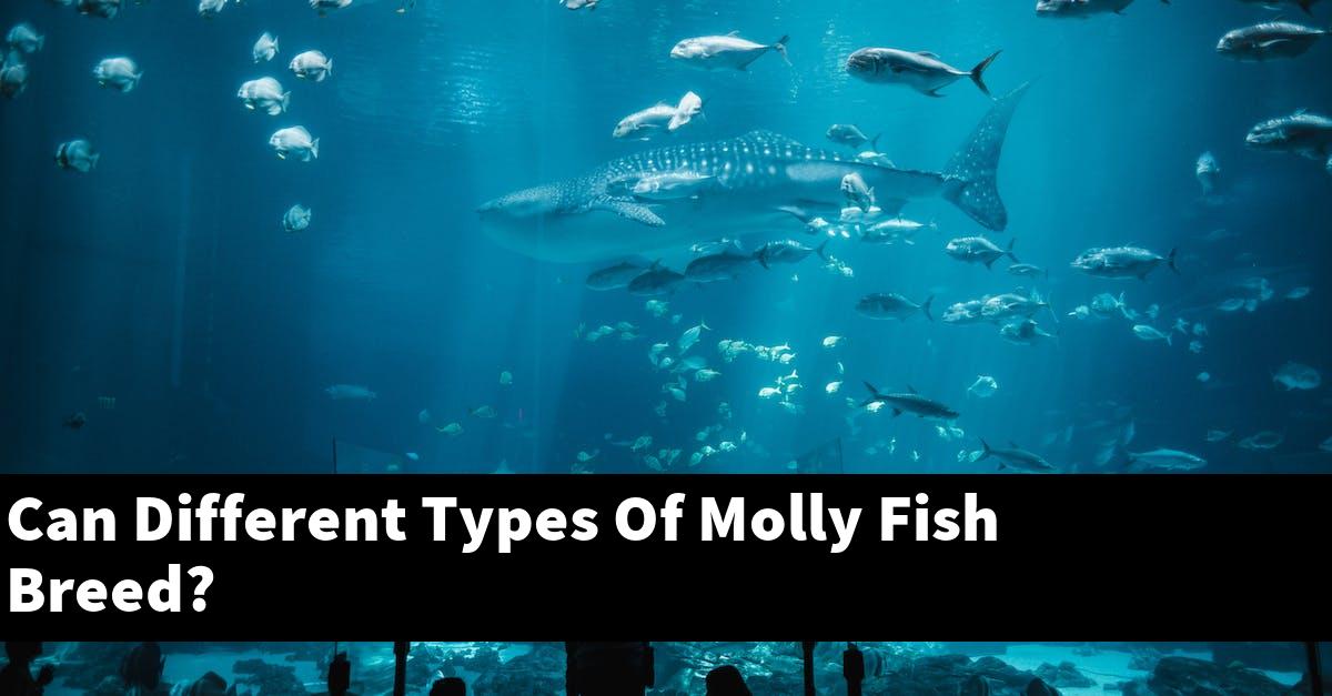 Can Different Types Of Molly Fish Breed?