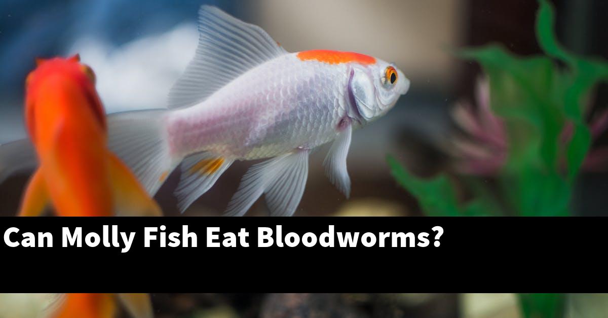 Can Molly Fish Eat Bloodworms?