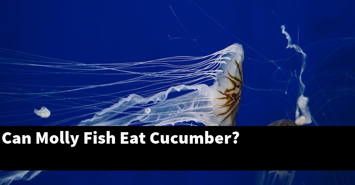 Can Molly Fish Eat Cucumber?