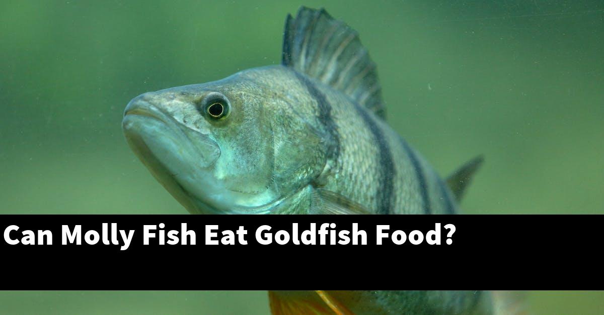 Can Molly Fish Eat Goldfish Food?