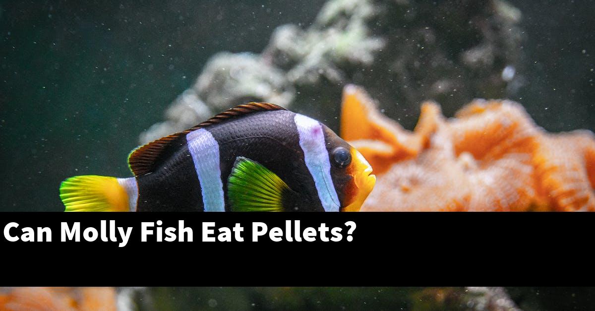 Can Molly Fish Eat Pellets?