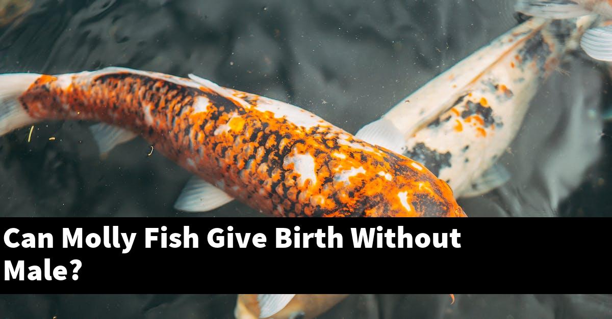 Can Molly Fish Give Birth Without Male?