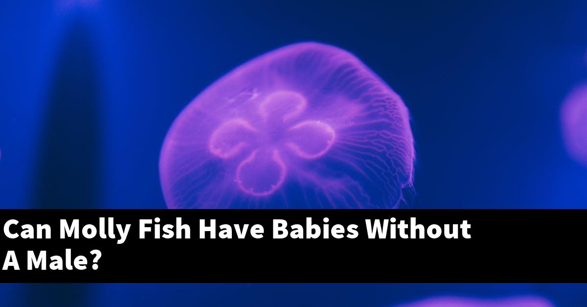 Can Molly Fish Have Babies Without A Male?
