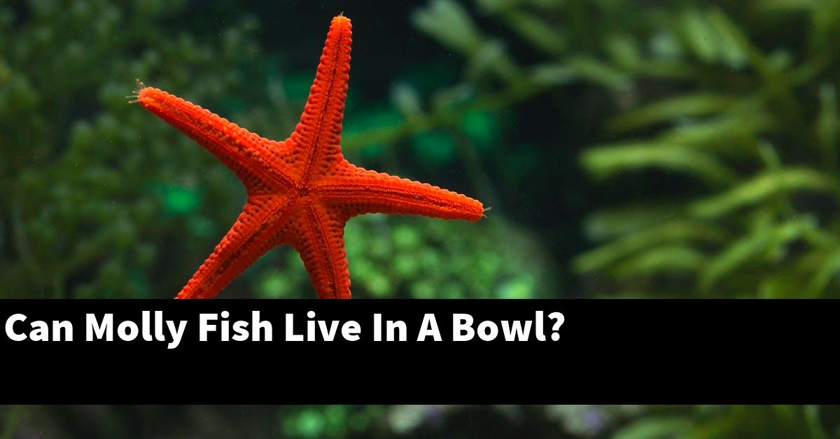 Can Molly Fish Live In A Bowl?
