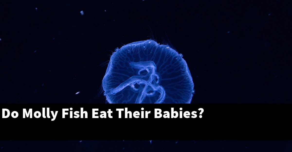 Do Molly Fish Eat Their Babies?