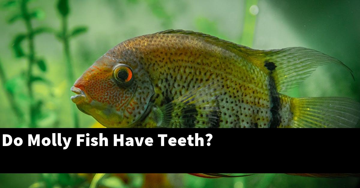 Do Molly Fish Have Teeth?