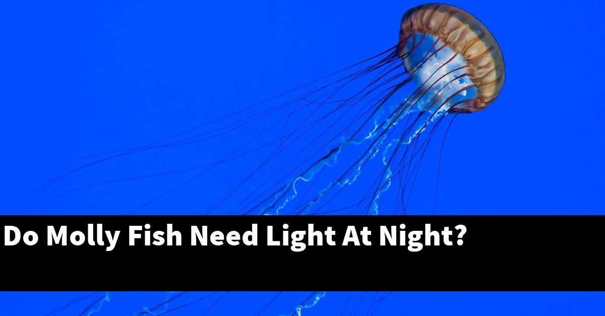 Do Molly Fish Need Light At Night?