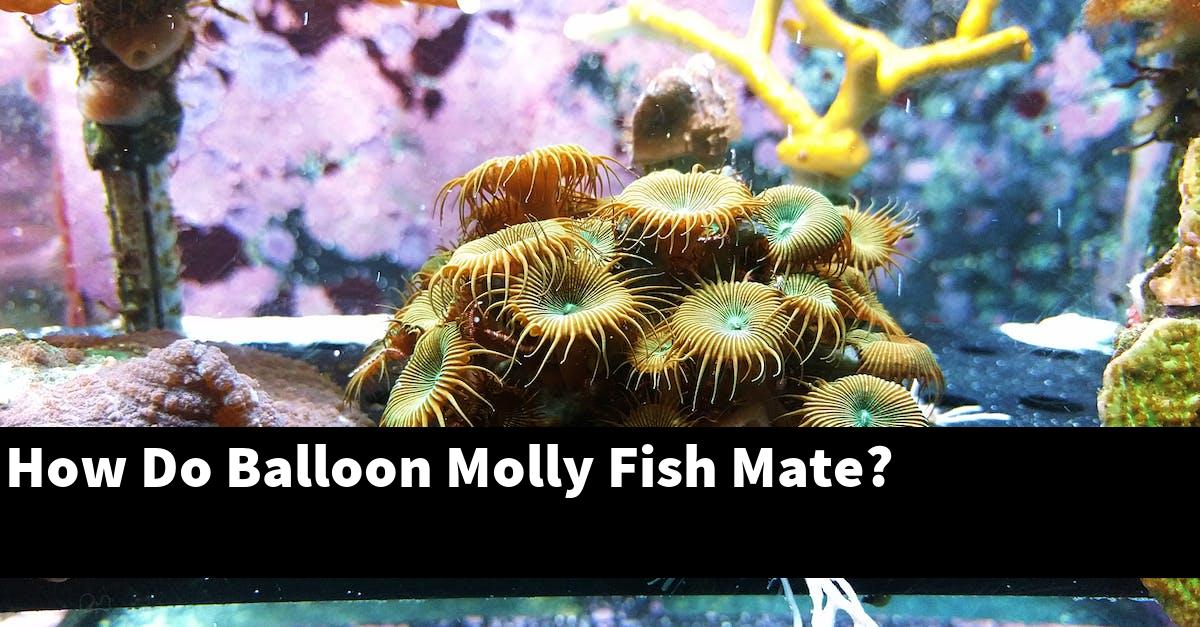 How Do Balloon Molly Fish Mate?