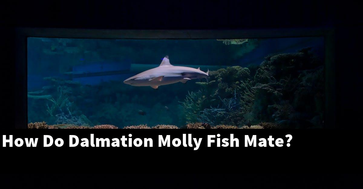 How Do Dalmation Molly Fish Mate?