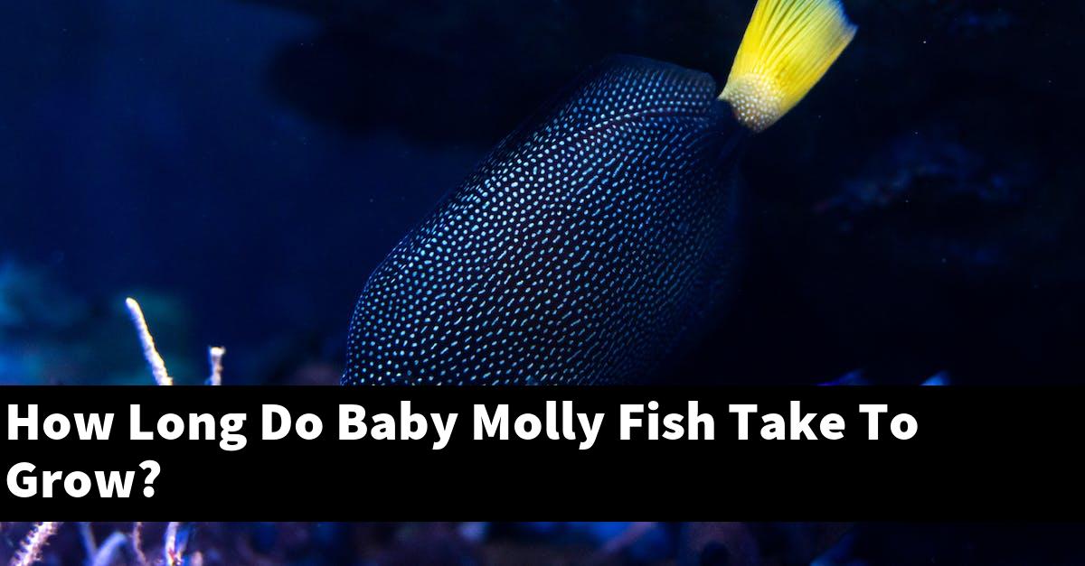 How Long Do Baby Molly Fish Take To Grow?