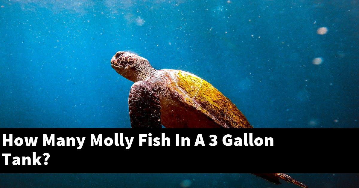 How Many Molly Fish In A 3 Gallon Tank?