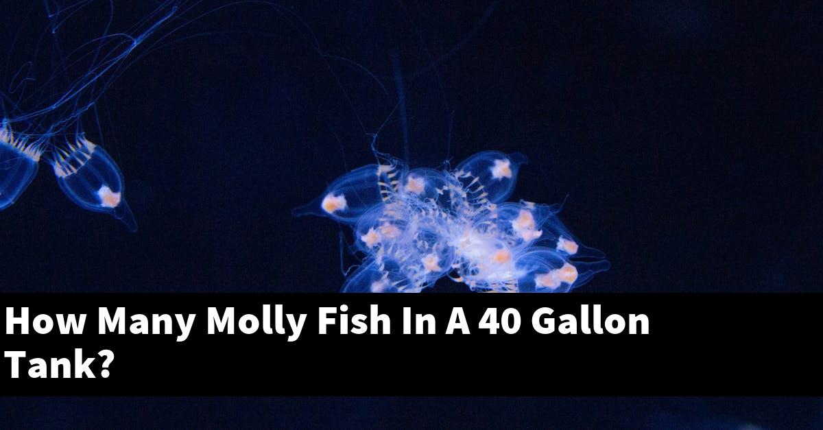 How Many Molly Fish In A 40 Gallon Tank?