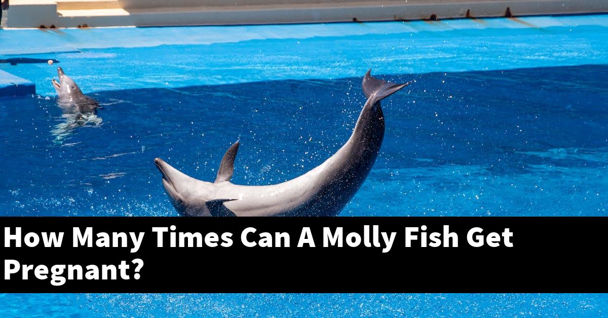 How Many Times Can A Molly Fish Get Pregnant?