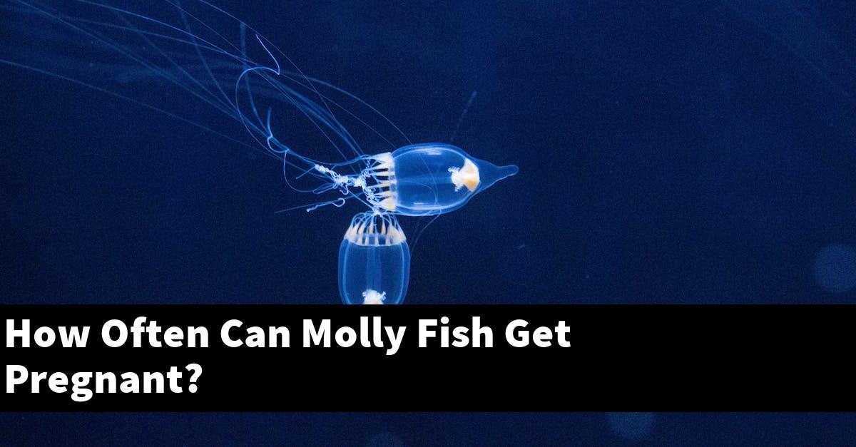 How Often Can Molly Fish Get Pregnant?