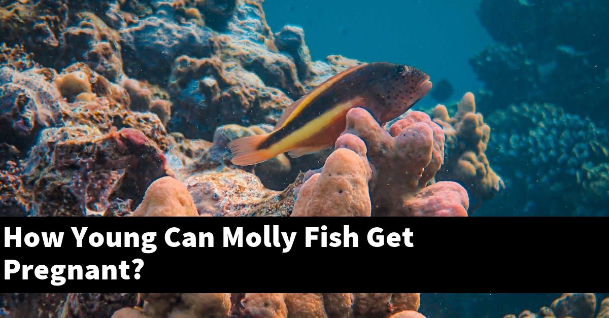 How Young Can Molly Fish Get Pregnant?