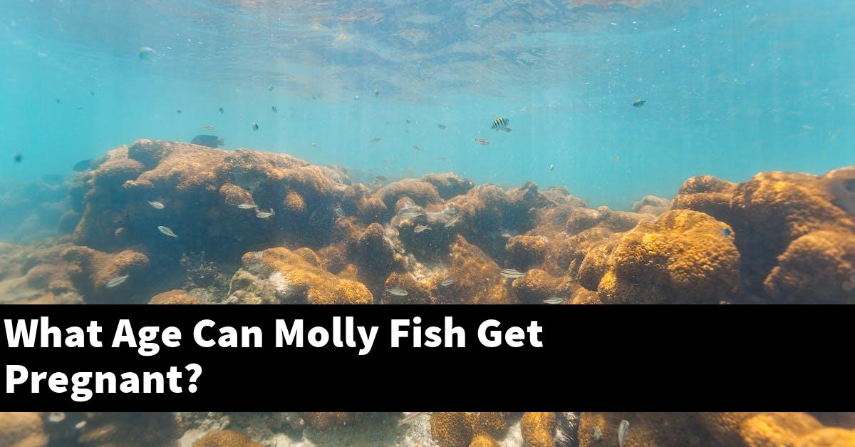 What Age Can Molly Fish Get Pregnant?