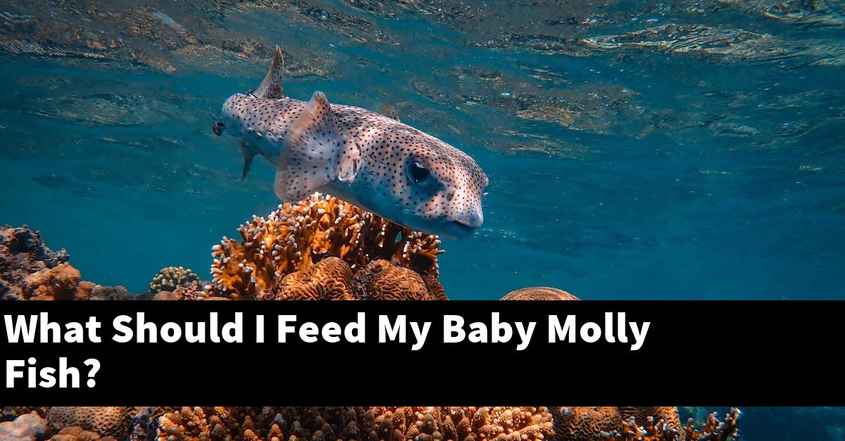 What Should I Feed My Baby Molly Fish?