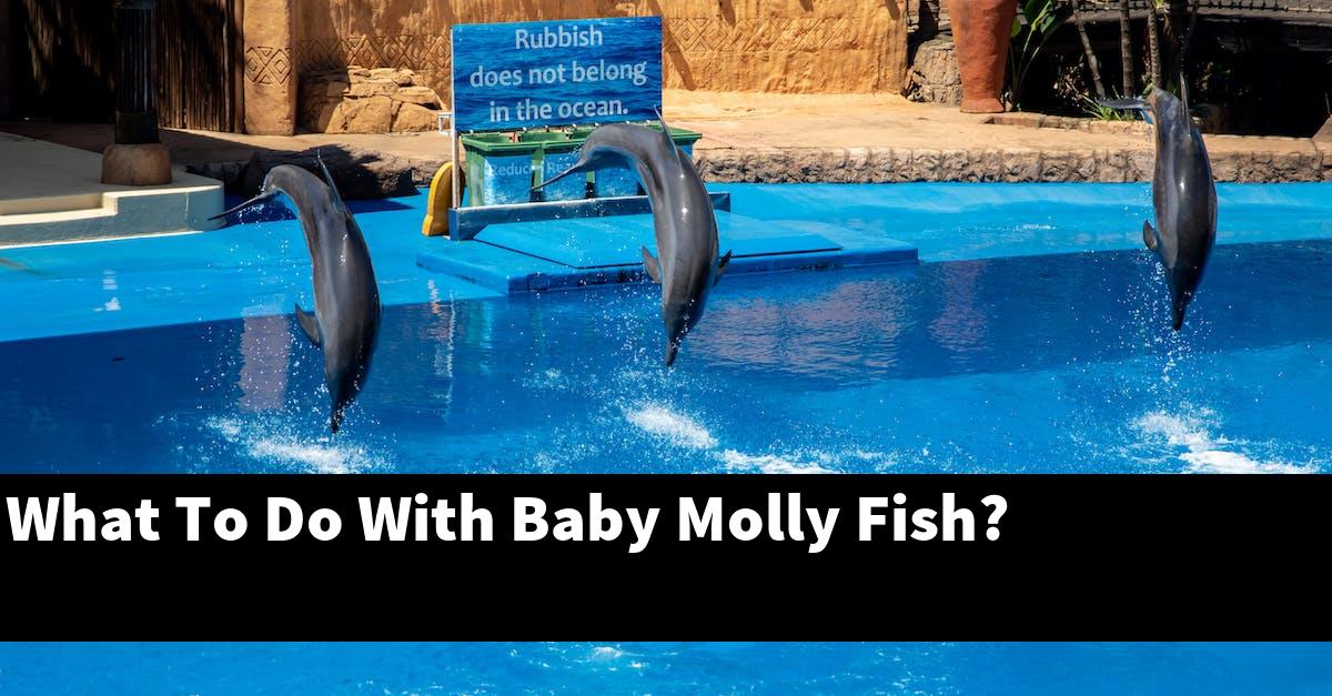 What To Do With Baby Molly Fish?
